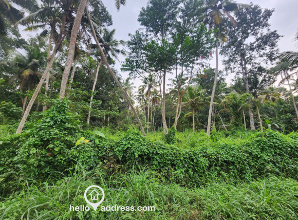 Commercial Land for Sale