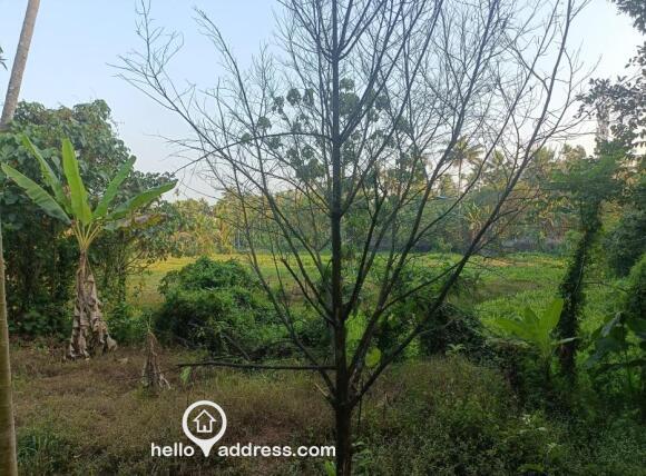 Land And Paddy Fields
