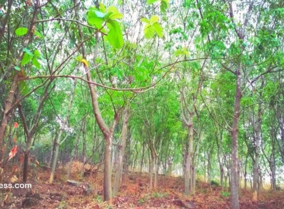 Residential Land for Sale