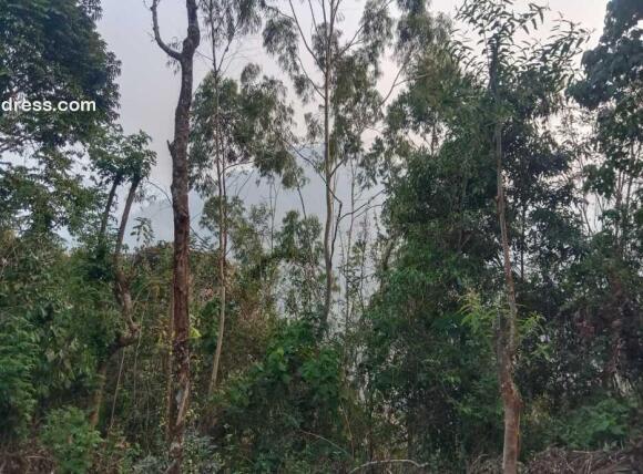 Agricultural Land for Sale