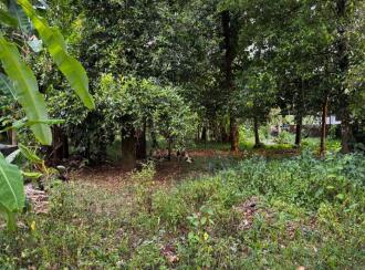 Residential Land for Sale in Kottayam, Kottayam town, Chavittuvari