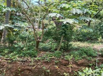 Agricultural Land for Sale in Thrissur, Pazhayannur, Pazhayannur, Vadekkethara