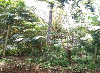 Agricultural Land for Sale in Thrissur, Pazhayannur, Pazhayannur, Vadekkethara