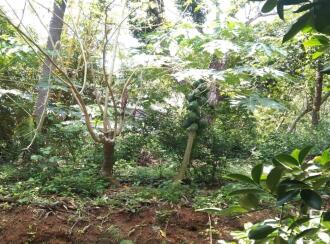 Agricultural Land for Sale in Thrissur, Pazhayannur, Pazhayannur, Vadekkethara