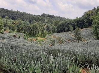 Residential Land for Sale in Ernakulam, Kothamangalam, Oonukal, Kothamangalam-Oonnual road