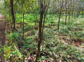 Commercial Land for Sale in Ernakulam, Perumbavoor, Kombanad, Krariyeli