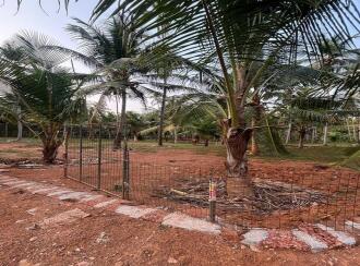 Residential Land for Sale in Kozhikode, Vatakara, Villiyapally, Milma plant