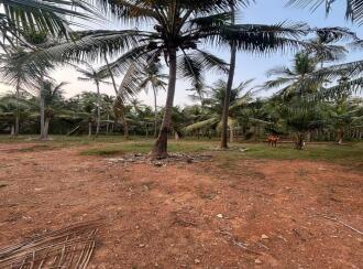 Residential Land for Sale in Kozhikode, Vatakara, Villiyapally, Milma plant