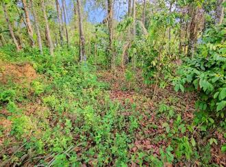 Residential House Villa for Sale in Kottayam, Pampady, Vazhoor, Pulikkakavala