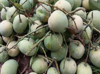 Residential Land for Sale in Kozhikode, Thamarassery, Kodenchery, Chembukadavu near Knwledee city