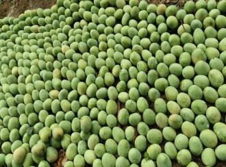 Residential Land for Sale in Kozhikode, Thamarassery, Kodenchery, Chembukadavu near Knwledee city