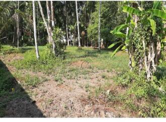 Residential Land for Sale in Alleppey, Kayamkulam, Kattanam, inbetween Thahzava junction and Koyikal market, about 50 m from the main road KP