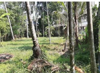 Residential Land for Sale in Alleppey, Kayamkulam, Kattanam, inbetween Thahzava junction and Koyikal market, about 50 m from the main road KP