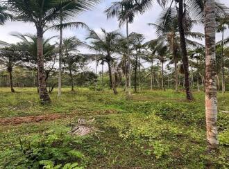 Agricultural Land for Sale in Kozhikode, Kuttiadi, Kayakkodi, SREE CHATHIYOOR SHIVA TEMPLE | JATHIYOOR MADAM