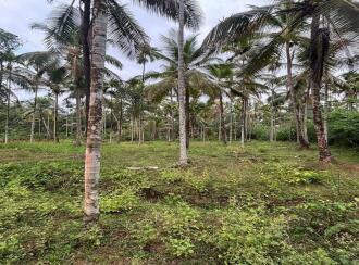 Agricultural Land for Sale in Kozhikode, Kuttiadi, Kayakkodi, SREE CHATHIYOOR SHIVA TEMPLE | JATHIYOOR MADAM