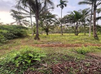 Agricultural Land for Sale in Kozhikode, Kuttiadi, Kayakkodi, SREE CHATHIYOOR SHIVA TEMPLE | JATHIYOOR MADAM