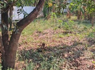 Residential Land for Sale in Thrissur, Kanjany, Kanjany, Kanjani - Anthikkad Road