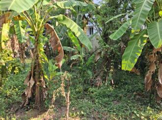 Residential Land for Sale in Thrissur, Kanjany, Kanjany, Kanjani - Anthikkad Road