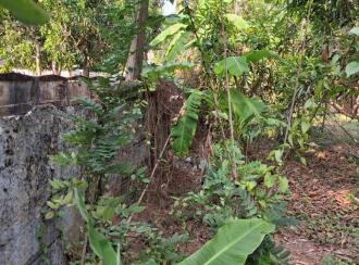 Residential Land for Sale in Thrissur, Kanjany, Kanjany, Kanjani - Anthikkad Road