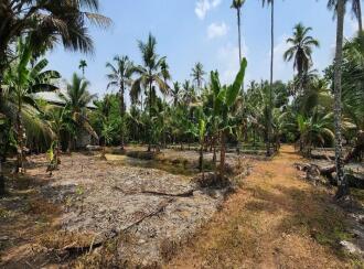 Residential Land for Sale in Kottayam, Kumarakom, Kumarakom, Toddy Shop, Kumarakom, Kottayam