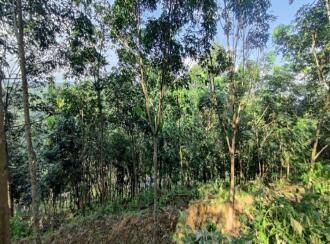 Agricultural Land for Sale in Pathanamthitta, Adoor, Adoor, Nicola Tesla School