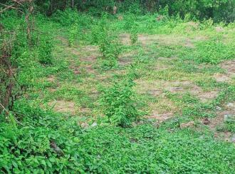 Residential Land for Sale in Pathanamthitta, Ranni, Plankamon, Plankamon