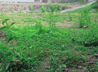 Residential Land for Sale in Pathanamthitta, Ranni, Plankamon, Plankamon