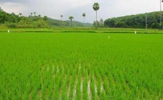 Agricultural Land for SalePalakkad, Alathur, Kavasseri