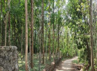 Residential Land for SalePalakkad, Cherpulassery, Sreekrishnapuram