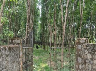 Residential Land for Sale in Palakkad, Cherpulassery, Sreekrishnapuram, Kattukulam Kattukulam Higher Secondary Schoel