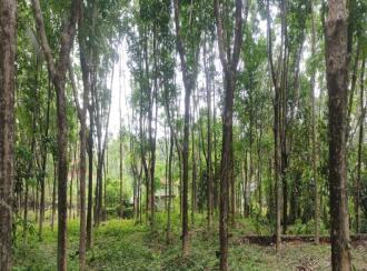 Residential Land for Sale in Palakkad, Cherpulassery, Sreekrishnapuram, Kattukulam Kattukulam Higher Secondary Schoel