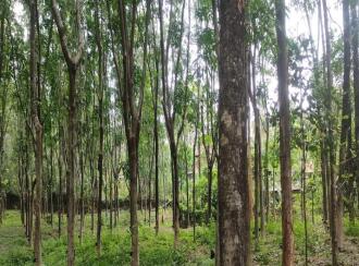 Residential Land for Sale in Palakkad, Cherpulassery, Sreekrishnapuram, Kattukulam Kattukulam Higher Secondary Schoel