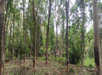 Residential Land for Sale in Palakkad, Cherpulassery, Sreekrishnapuram, Kattukulam Kattukulam Higher Secondary Schoel