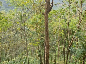 Agricultural Land for Sale in Kozhikode, Koodaranji, Koodaranji, perumpoola