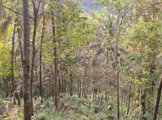 Agricultural Land for Sale in Kozhikode, Koodaranji, Koodaranji, perumpoola