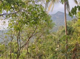 Agricultural Land for Sale in Kozhikode, Koodaranji, Koodaranji, perumpoola