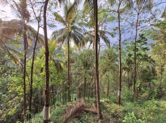 Agricultural Land for Sale in Kozhikode, Koodaranji, Koodaranji, perumpoola