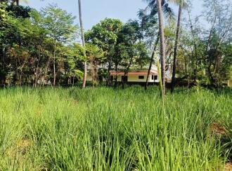 Residential Land for Sale in Kannur, Puthiyatheru, Puthiyatheru, Panamkavu Kulam Road(it is only 150 meters along this road from the main road)