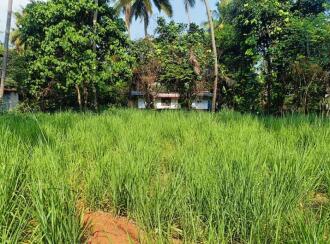 Residential Land for Sale in Kannur, Puthiyatheru, Puthiyatheru, Panamkavu Kulam Road(it is only 150 meters along this road from the main road)