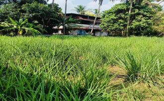 Residential Land for Sale in Kannur, Puthiyatheru, Puthiyatheru, Panamkavu Kulam Road(it is only 150 meters along this road from the main road)