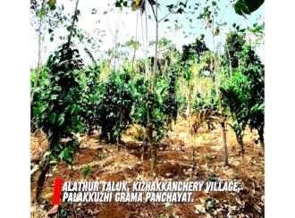 Residential Land, Palakkad