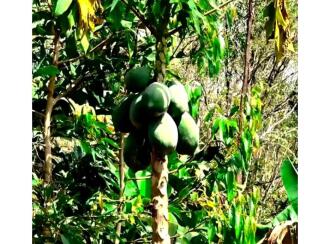 Residential Land for Sale in Palakkad, Alathur, Kizhakkencheri, Palakkuzhi Grama Panchayat