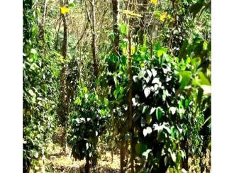 Residential Land for Sale in Palakkad, Alathur, Kizhakkencheri, Palakkuzhi Grama Panchayat