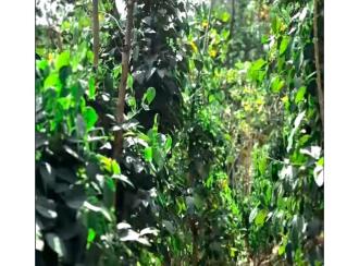 Residential Land for Sale in Palakkad, Alathur, Kizhakkencheri, Palakkuzhi Grama Panchayat