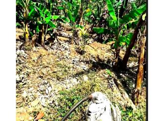 Residential Land for Sale in Palakkad, Alathur, Kizhakkencheri, Palakkuzhi Grama Panchayat