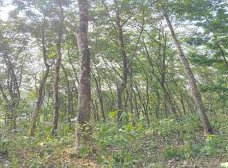 Residential Land, Pathanamthitta