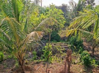 Residential Land for Sale in Alleppey, Mavelikara, Charummood, Vallikkunnam