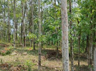 കൃഷി ഭൂമി വില്പനയ്ക്ക് എറണാകുളം, Muvattupuzha, Arakuzha