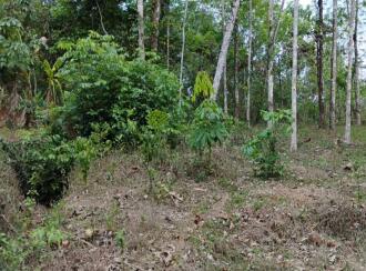 കൃഷി ഭൂമി വില്പനയ്ക്ക് എറണാകുളം, Muvattupuzha, Arakuzha