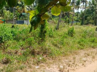 Residential Land for Sale in Alleppey, Cherthala, Arthungal, Reethalayam